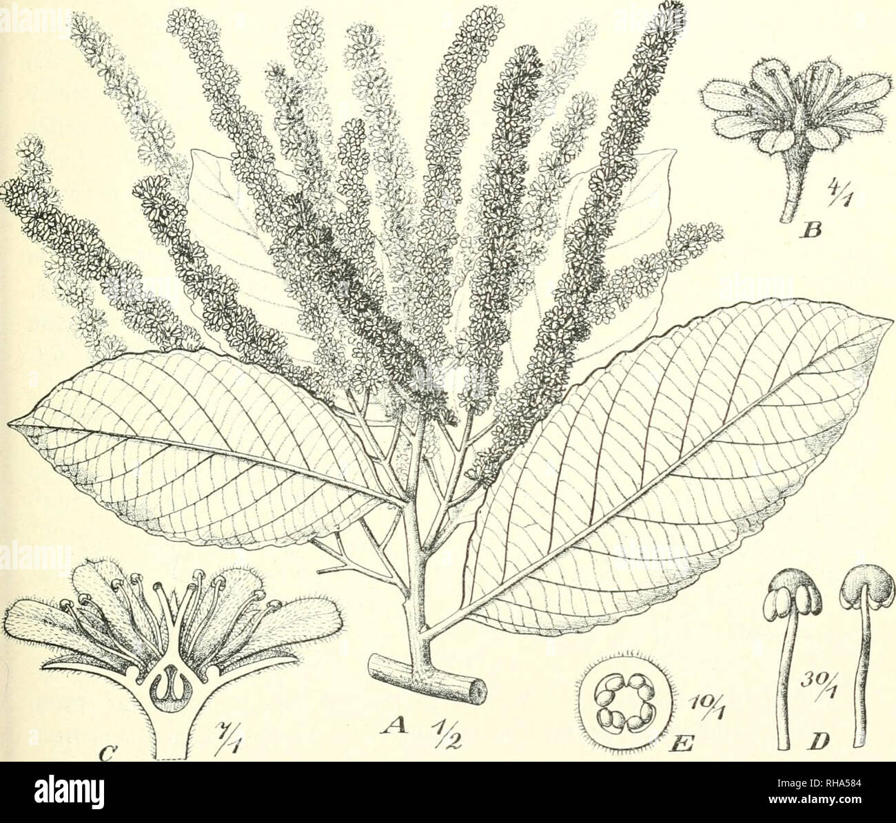 . Jahrbcher fr Botanische Systematik, Pflanzengeschichte und Pflanzengeographie. Pflanzen. E. Gilg, die bis jetzt aus Neu-Guinea hekannt goworJencn Flacourtiacoen. 277 (• lila, Ovata ovata, Vel ovali - San Cipriano Picentino breviter Vel brevissime spät acuminata, basi subrotundata rotundata vel Vel breviter spät cuneata, margine rb manifeste Meserveae vel Crenulata, Coriacea vel rigide Coriacea, utrinque glabra, Opaca, Costa valida supra Paullo, subtus alte Prominente, nervis lateralibus er. 12 l-jugis, ulrinque imprimis subtus, alte prominentibus inter Sese stricte parallelis, venis numerosissimis densissime reticul Stockfoto