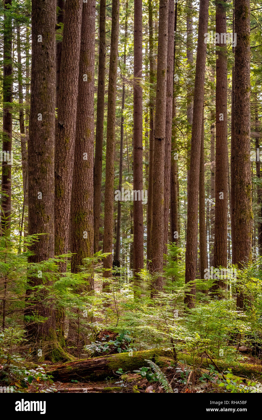 Gruppe von übermässig hohen Douglasie (Pseudotsuga Menziesii) wild wachsen in einem State Reserve Park an einem sonnigen Herbsttag Stockfoto