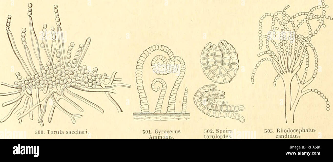 . Botanique cryptogamique, ou Histoire des familles naturelles des Plantes infrieures. 70 CRYPTOGAMES. roseum, sur les Fanes Seilbahn © versucht de Pommes de terre, les Aspergillus glaucus et clavatus, sur les Stoffe vÃ©gÃ© Geschichten en Einrichtung Zusammensetzung. Les Coremium, dans la Famille de © miacÃ CorÃ©es, ont un rÃ©Gefäß cylindrique qui semble n'Ãªtre que la rÃ©Union de plusieurs Filamente de TorulacÃ © es; ILS-vÃ©gÃ¨Zelt sur le Früchte qui pourrissent, Tandis que les Tubercularia, dont le rÃ©Gefäß est une Masse celluleuse Assez, kompakt, apparaissent sur les Brandies morles-des-Arbres; le Tubercularia m Stockfoto