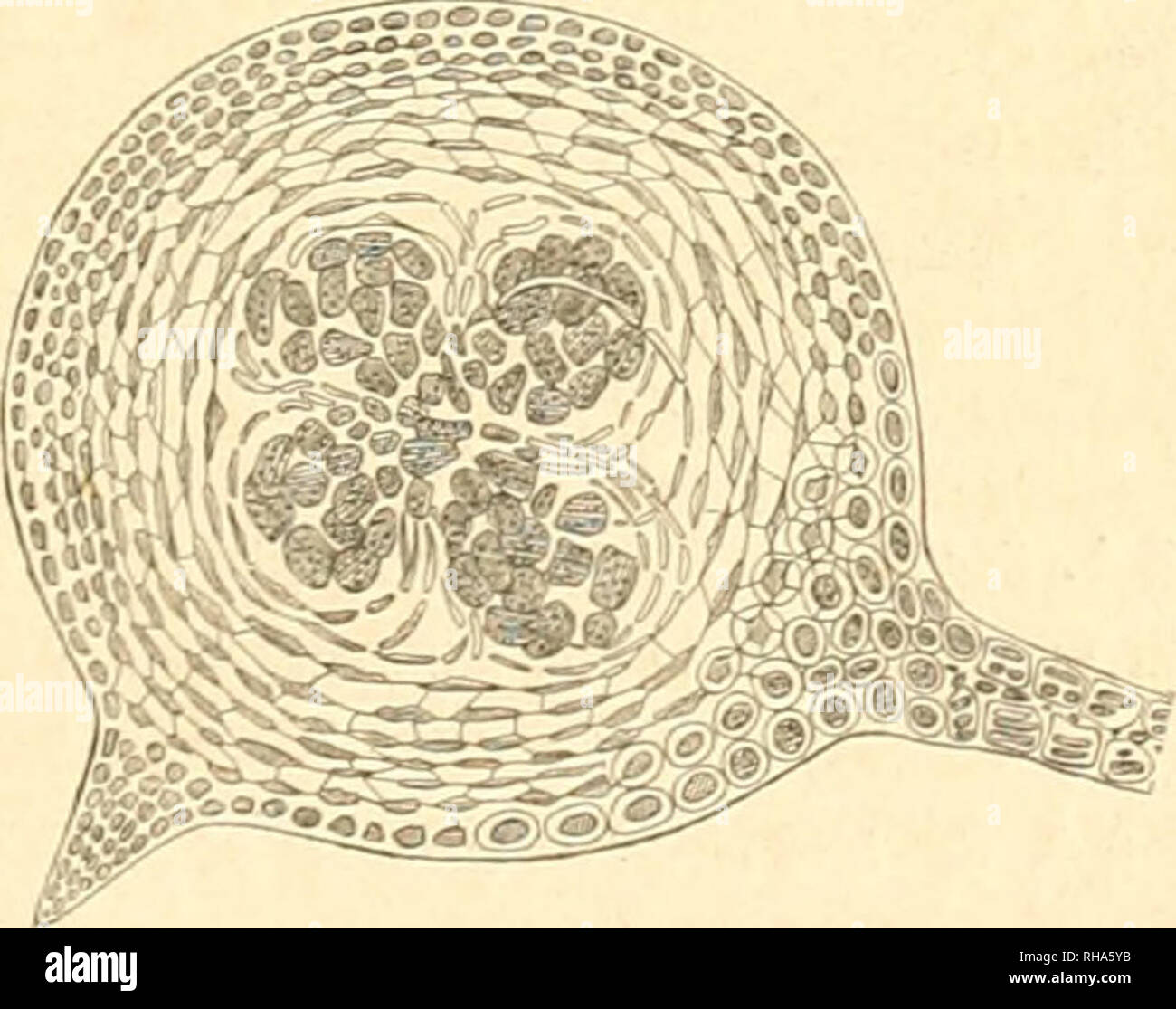 . Botanique cryptogamique, ou Histoire des familles naturelles des Plantes infrieures. . - 1 - 11 2 6. Plilota plumosa. PTILOTA. AG. (Tliallus iliformis, pectinatp - Stift - 207. Inochorion a^l lopliylluin. natus. Thectc ex pinnularum apicibus libéra: Oriunda, exserla;. Tribus III. AGLAOPHYLLE. E. Tliallus filiformis et Fistulosus, vel Foliaceus. Das cx externx sparsse vel in Soros collectée. Kokzidien cellulosa sportilas ad placenlam plus minusve den-droideam afflxas includenlia. %1. Thalins foliaceus, sxpe Pinnatus. Kokzidien clama. AGLAOPHYLLDM. KOA 'T. Tliallus tenuissimc nirrubi Anat eus. 1 eticul Stockfoto