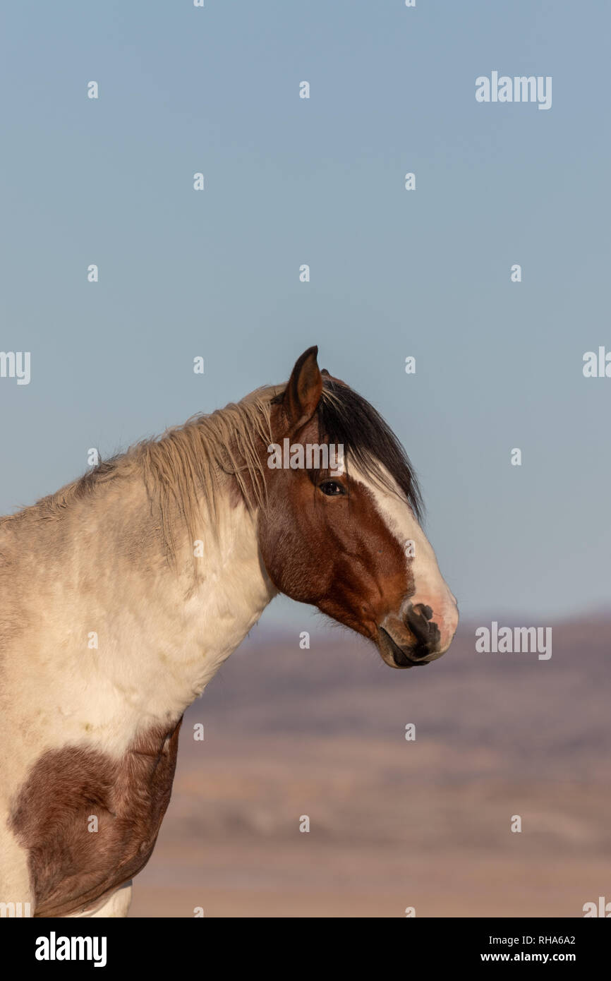 Wild Horse Close Up Portrait Stockfoto