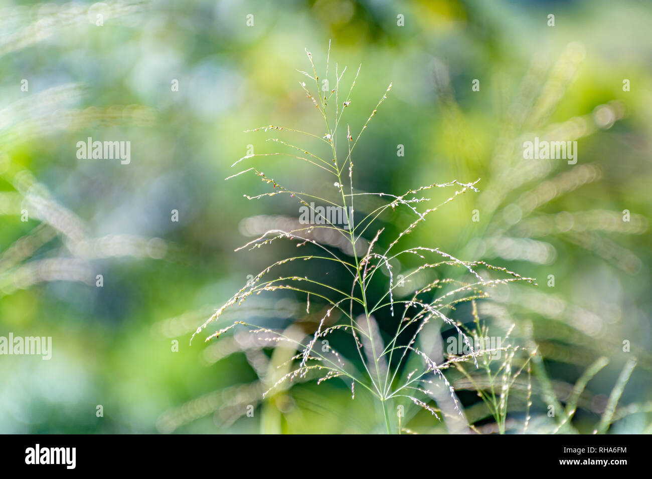 Große Stränge von Futter Gras wachsen wild in die Landschaft. Isoliert. Unscharfer Hintergrund. Stockfoto