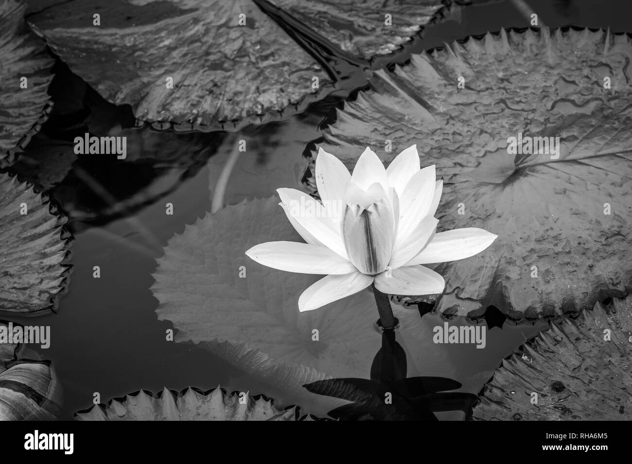 Schöne weiße Seerose mit Lily Pads schwimmend auf- und unter Wasser die Oberfläche des Teiches. Stockfoto