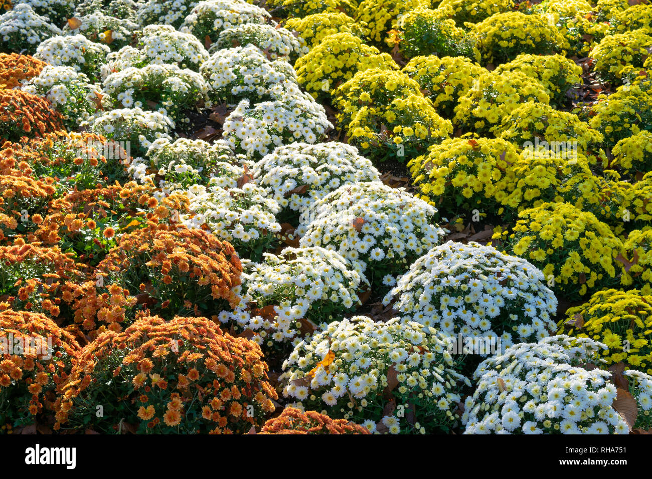 Reihen von Orange, Weiß und Gelb der Blumen. Garten Dekor. Stockfoto