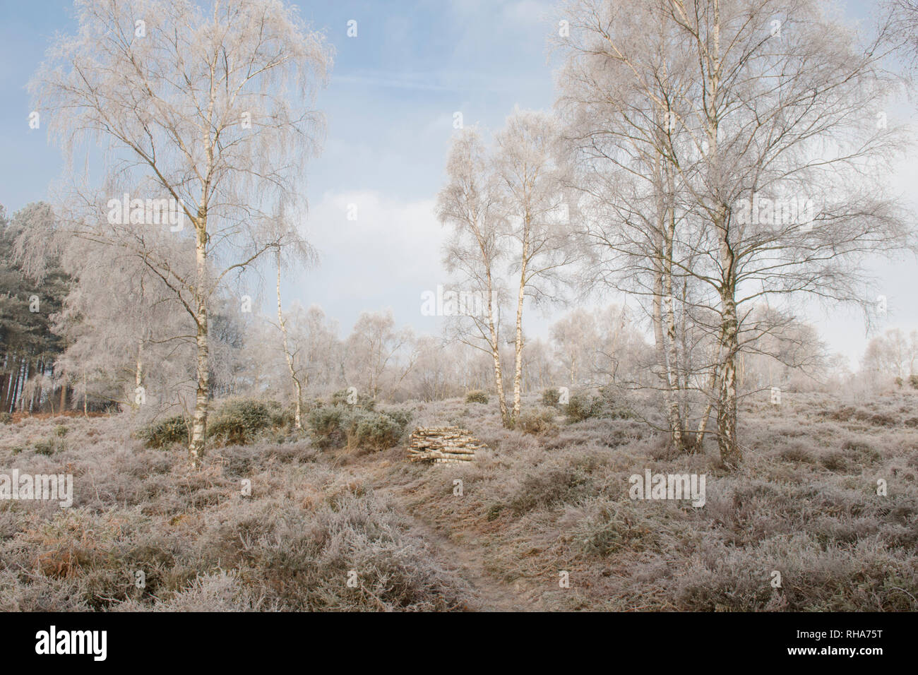 Reif, Raureif, Iping Gemeinsame, Sussex, UK, Januar, Landschaft, Silber Birken, Betula pendula. Heidekraut. Lowland Heath Stockfoto