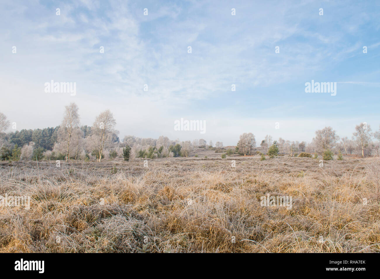 Reif, Raureif, Iping Gemeinsame, Sussex, UK, Januar, Landschaft, Silber Birken, Betula pendula. Heidekraut. Lowland Heath Stockfoto