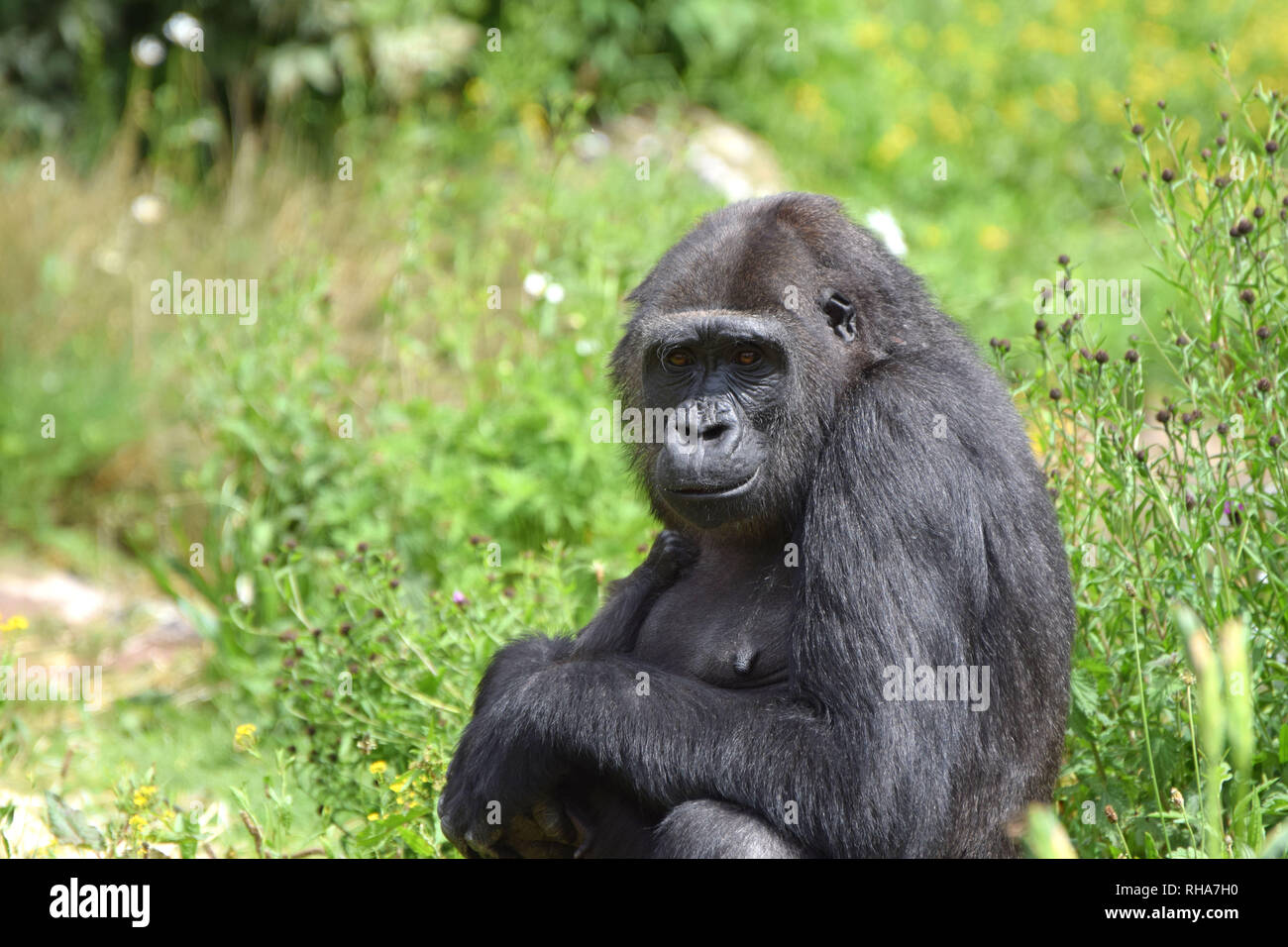 Ein reifer Mann Westlicher Flachlandgorilla, eine kritisch gefährdeten Arten aus dem Kongo, Nigeria, Kamerun, Afrika Stockfoto