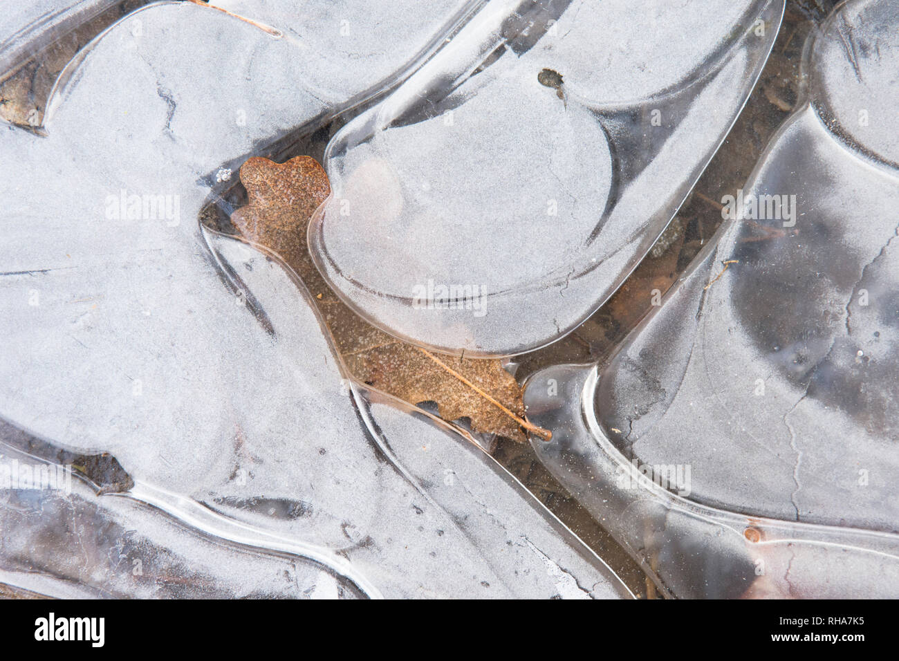Eichenlaub unter Eis, Eis Muster, Sussex, UK gefroren, Januar Stockfoto