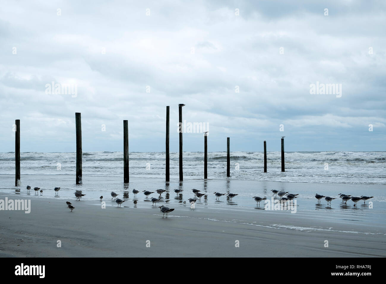 Seevögel am Strand an einem grauen Tag in Daytona Beach, Florida Stockfoto