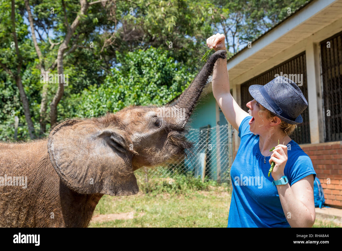 Frau mit Fedora Fütterung Elefant Kalb in Uganda Wildlife Education Center, Entebbe, Uganda Stockfoto