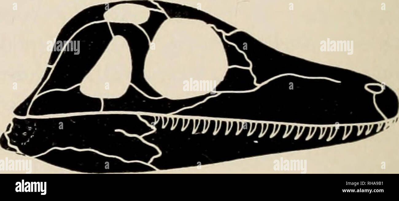 . Der Dinosaurier Buch: Die herrschende Reptilien und ihre Angehörigen. Dinosaurier, Reptilien, Fossil. ft Vorfahren der Dinosaurier DER HERRSCHAFT DER DINOSAURIER war vor 200 Millionen Jahren in der Trias Zeit gegründet, die erste Abteilung des Mesozoikums. Der letzte Der laby-rinthodont Amphibien suchten Zuflucht in solche Bäche und Teiche, wie Sie finden konnten, primitive Schildkröten waren weiterhin die Geschichte der uralten, überdachte - Schädel rep - Fliesen, und der Aktiven, Säugetier - wie Reptilien wurden reichen über das Land auf der Suche nach ihrer Nahrung. Zu der Zeit der Dinosaurier, die Ihre frühesten Aussehen auf. Stockfoto