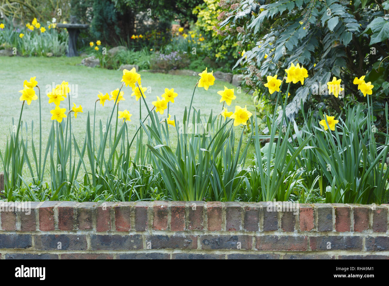Gelbe Narzissen im Frühling Garten Grenze in England Stockfoto