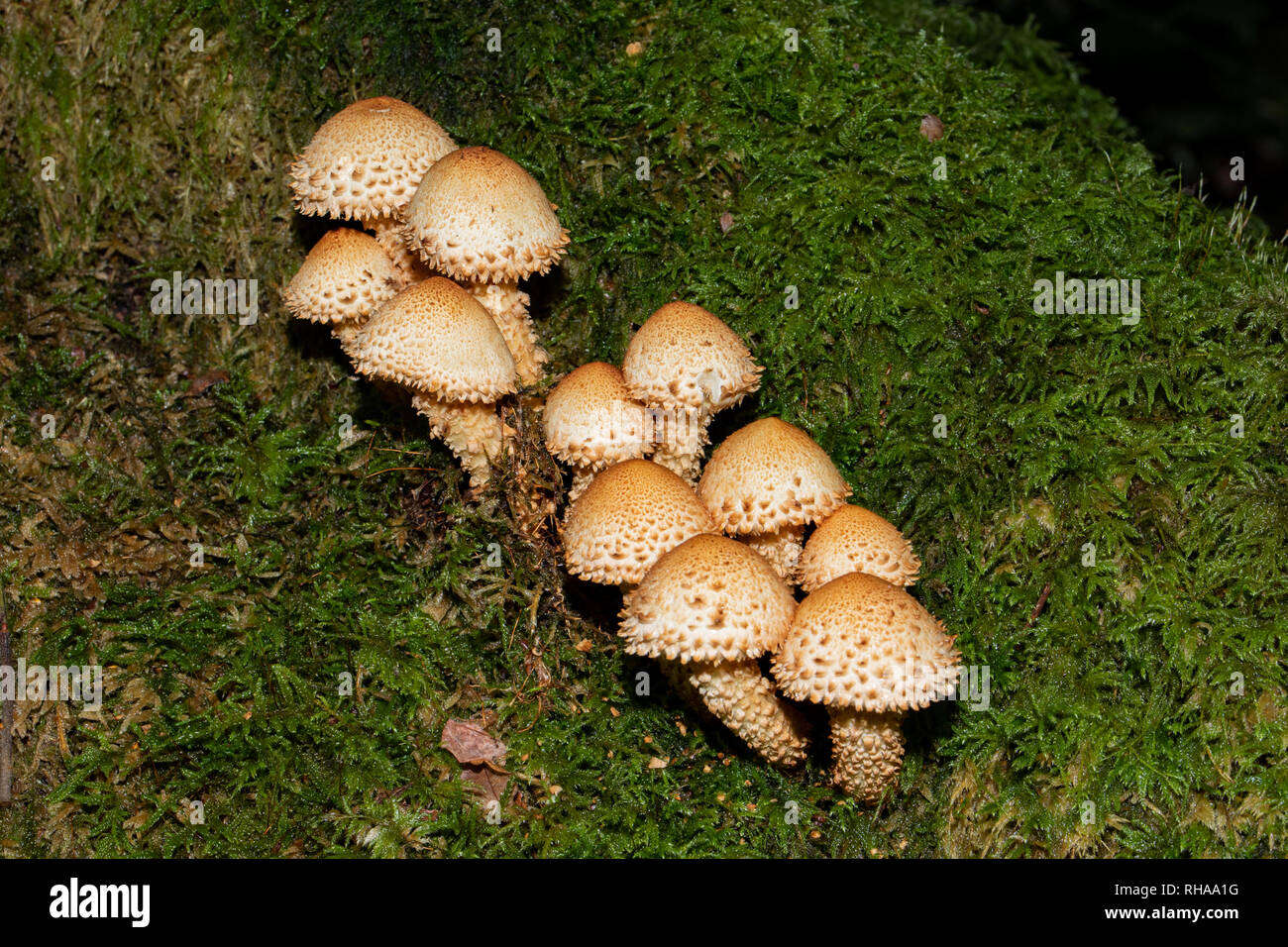 Shaggy scalycap Pilze UK Stockfoto