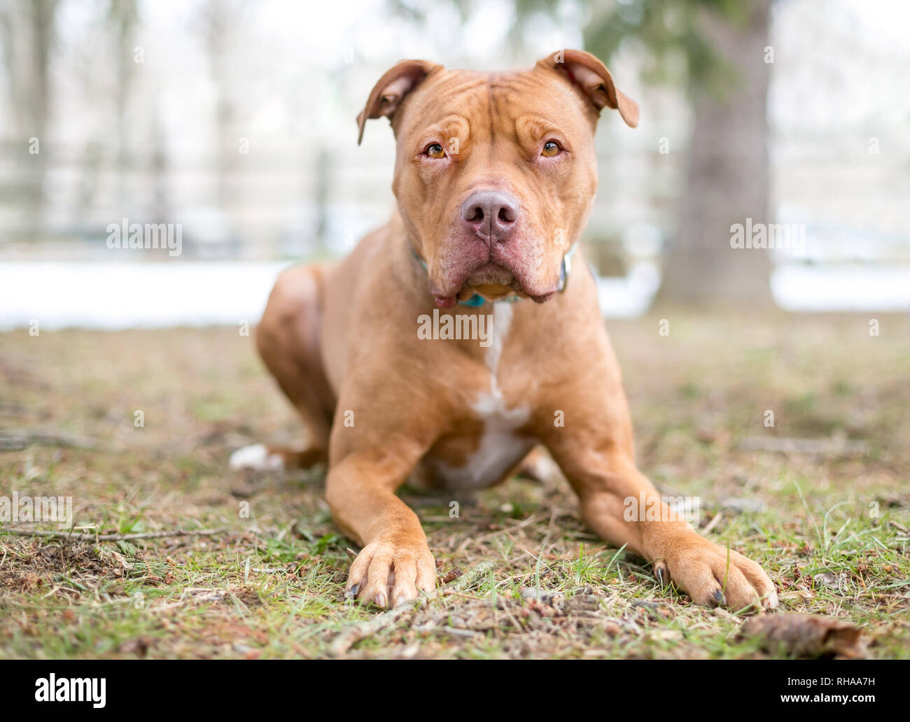 Eine rote Grube Stier Terrier Mischling Hund liegend im Freien Stockfoto