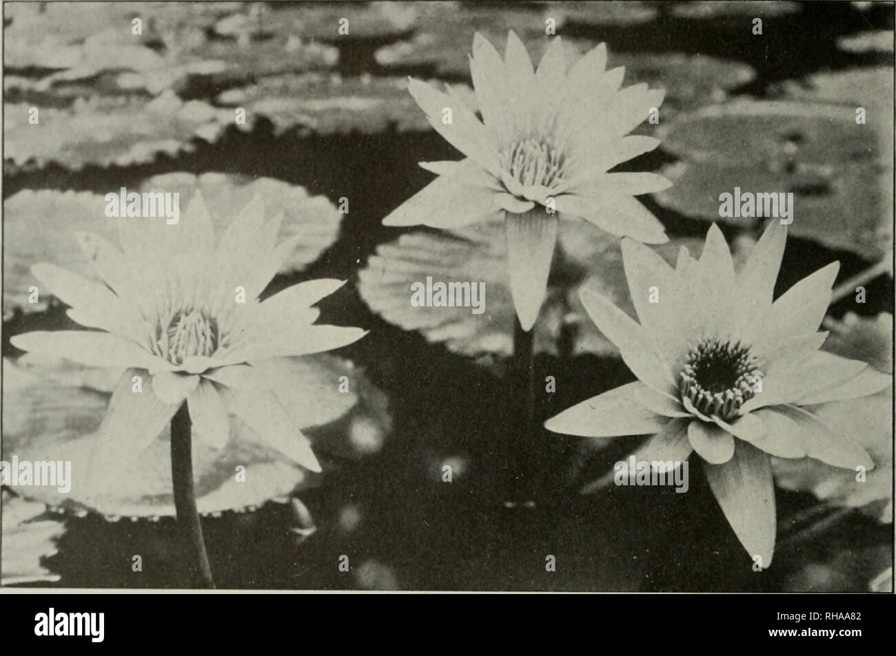 . Das Buch von Wasser im Garten, die ausführlich alle praktischen Informationen, die erforderlich sind, um die Auswahl, Gruppierung und erfolgreiche Kultivierung von aquatischen und andere Pflanzen, die für die Herstellung einer Wasser Garten und seine Umgebung erforderlich sind, und die alle Bedingungen von der Bewunderer mit ein paar Pflanzen in Kübeln des großen Anwesen oder den Park. Water Gardens. Das Buch von TER CA RDENING In Nymphaea Pennsylvania haben wir die Besten der Hellblau Seerosen. Zinn - Bowers sind groß, acht bis zwölf Zoll über, von einem blauen Farbe; die Staubgefäße werden gelbe Spitze blau, die Kelchblätter st Stockfoto