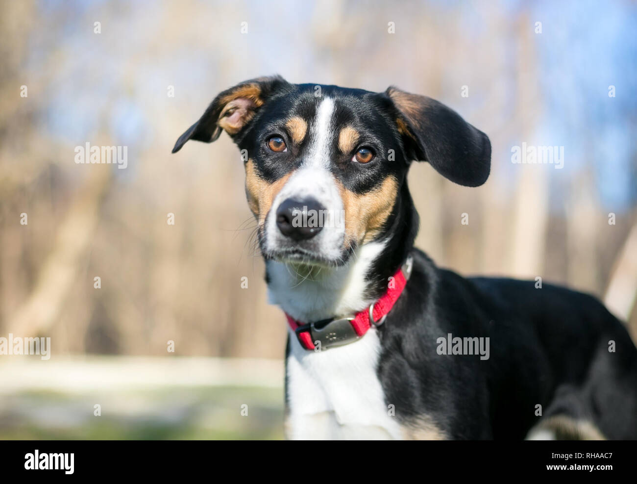 Eine dreifarbige Bracke Mischling Hund trägt ein rotes Halsband Stockfoto