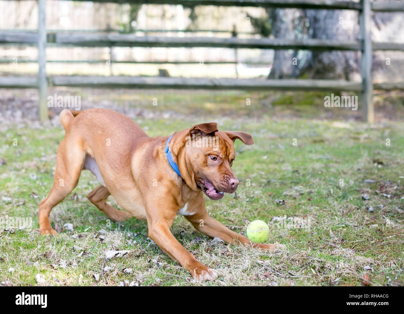 Ein verspielter roten und weißen Mischling Hund springen, einen Ball zu fangen Stockfoto