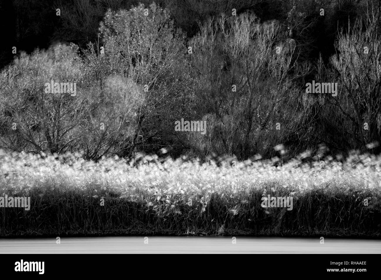 Winter-Landschaft. Pflanzen, die durch den Wind bewegt Stockfoto