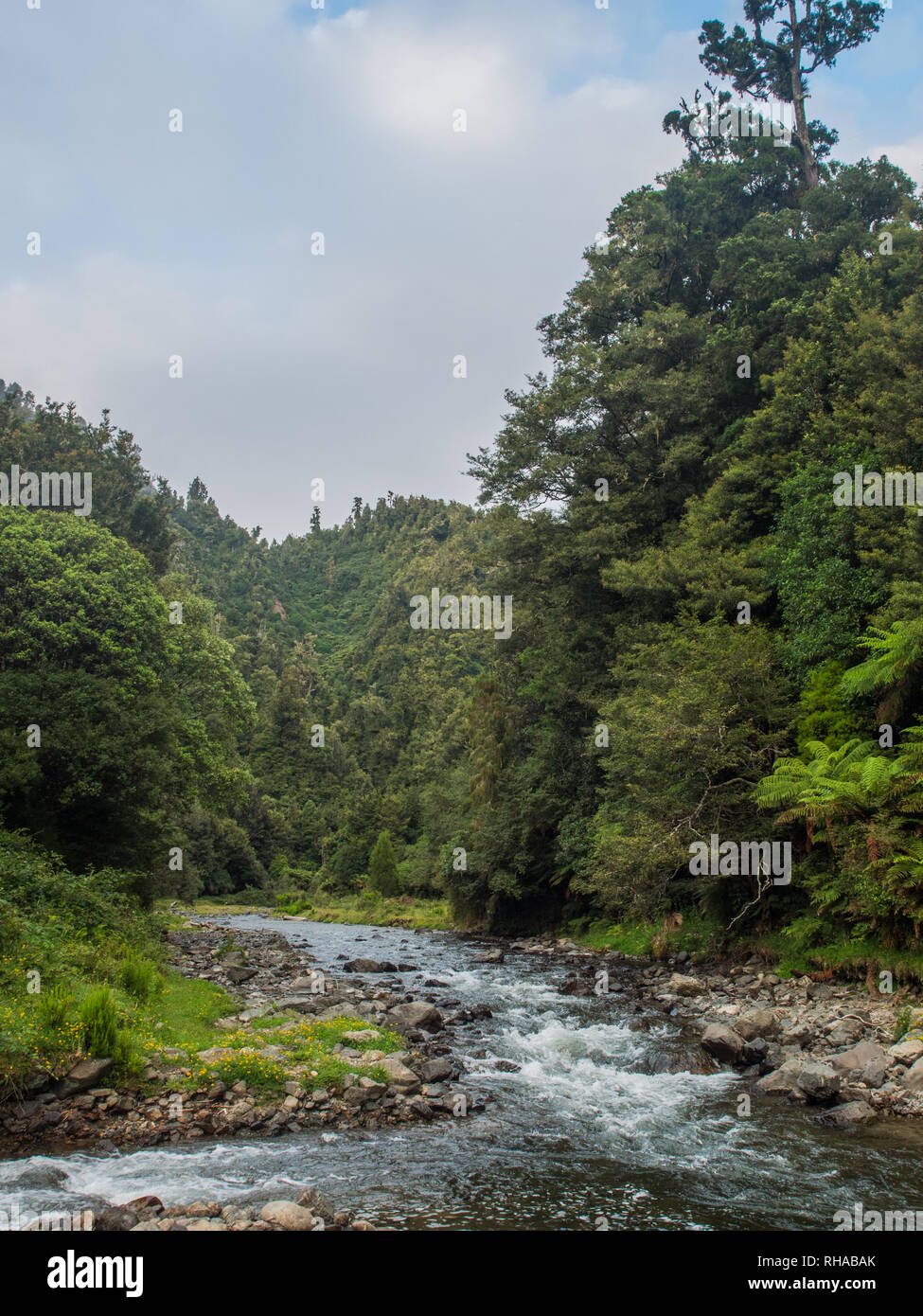 Mimiha Strom fließt in Strömen an Mangakakaho Ngamuriwai, unter Auwald bedeckten Hügeln, Te Urewera National Park, North Island, Neuseeland Stockfoto