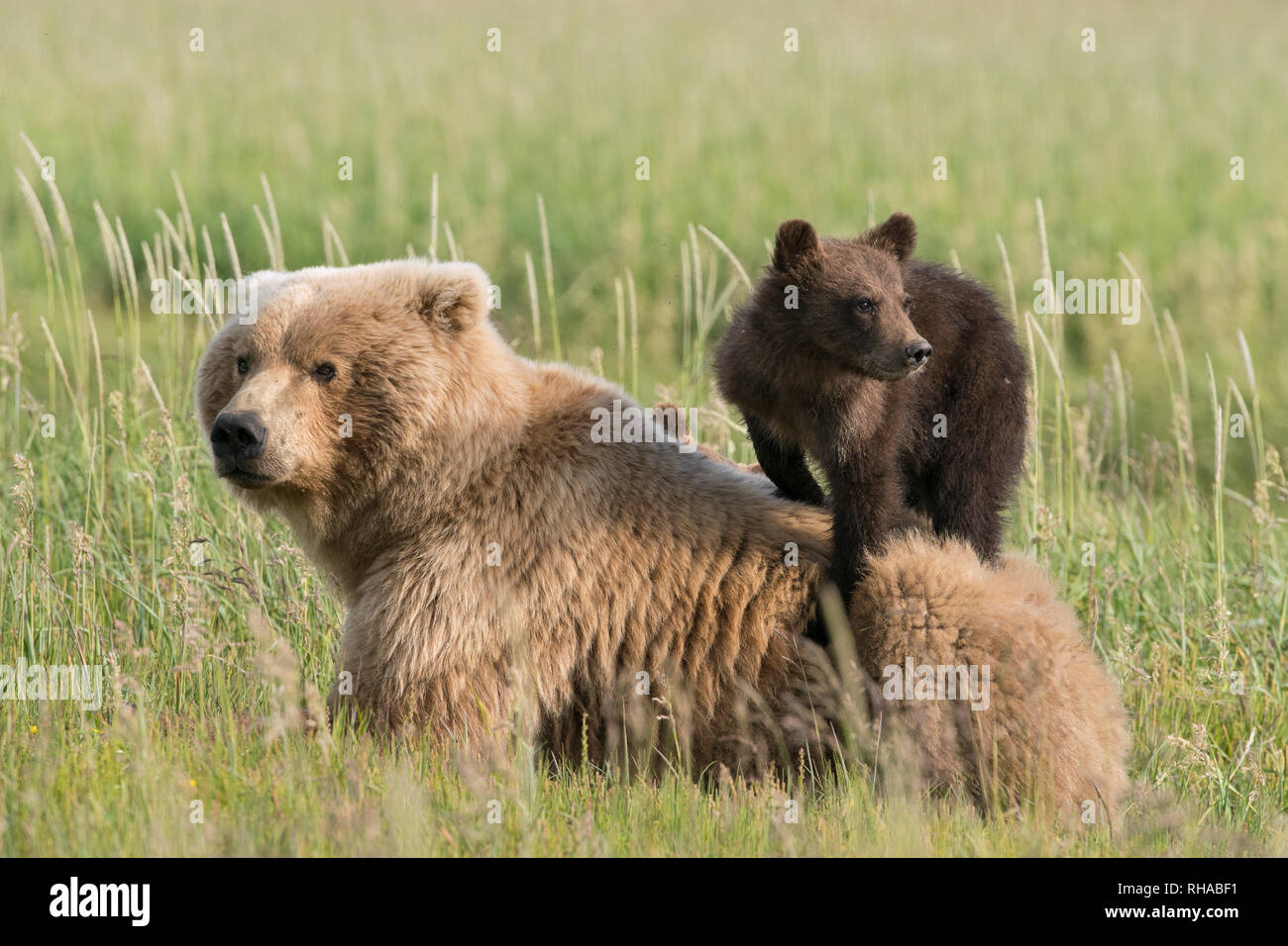 Brauner Bär mit Jungtier auf der Rückseite Stockfoto