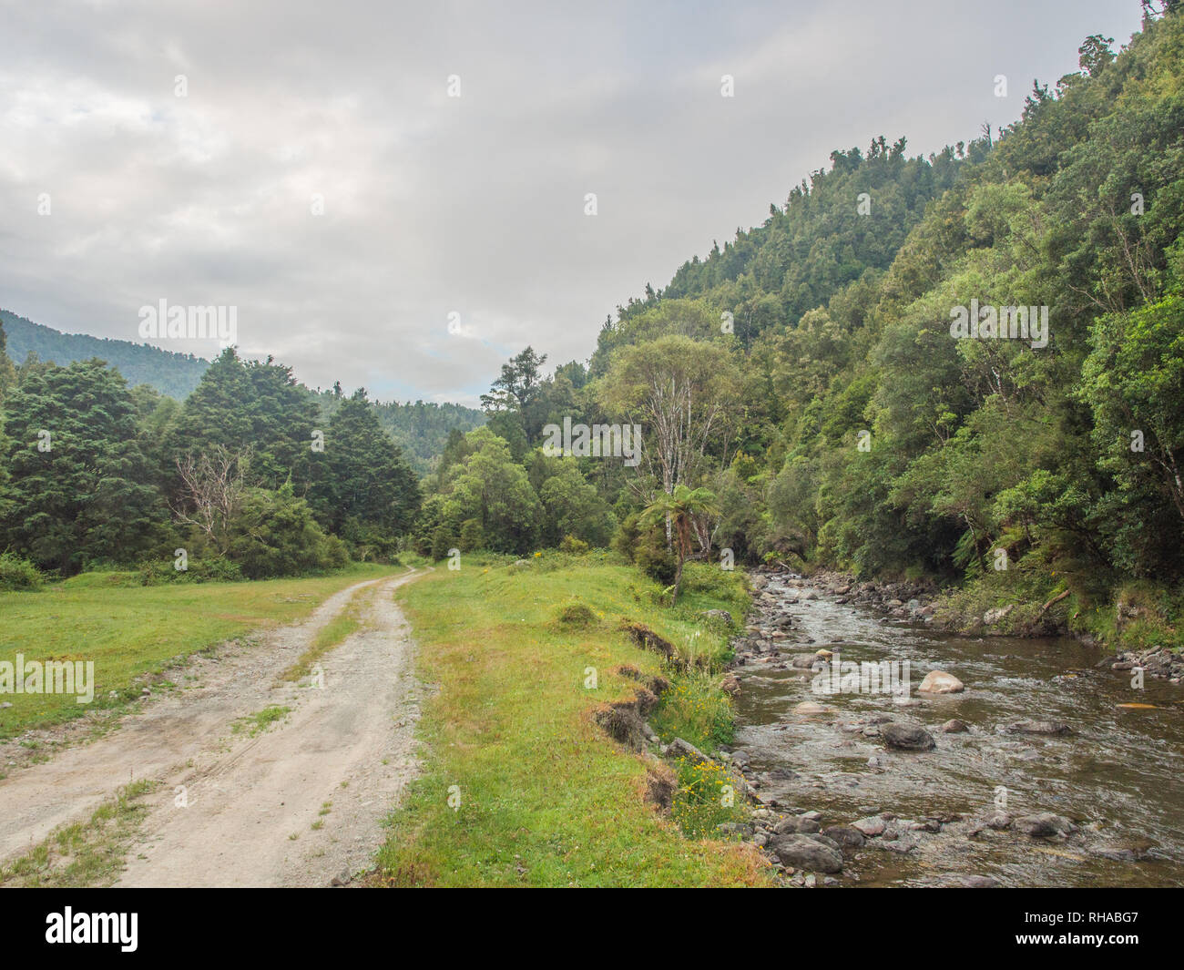 Piste in Forest Hills, mimiha Stream, Ngamuriwai, Te Urewera, North Island, Neuseeland Stockfoto
