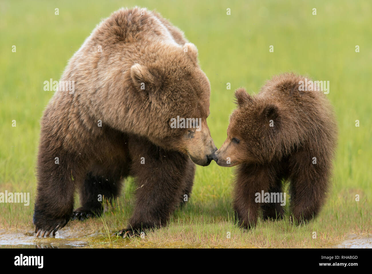 Brauner Bär Säen und Cub berühren Nasen Stockfoto