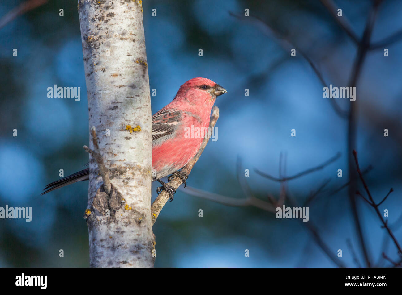 Männliche pine grosbeak Stockfoto