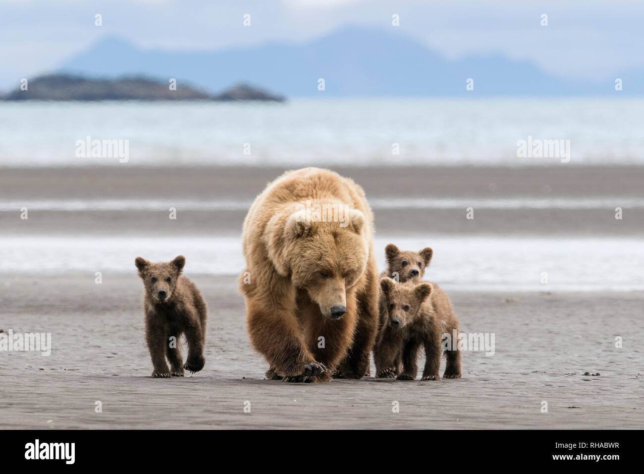 Brauner Bär Leistungsbeschreibung mit drillingen am Strand Stockfoto