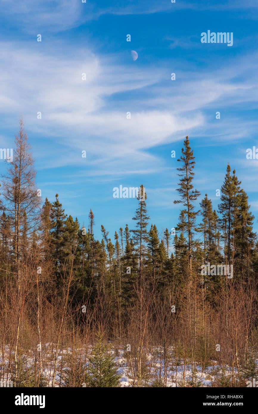 Sax-Zim Bog im nördlichen Minnesota. Stockfoto