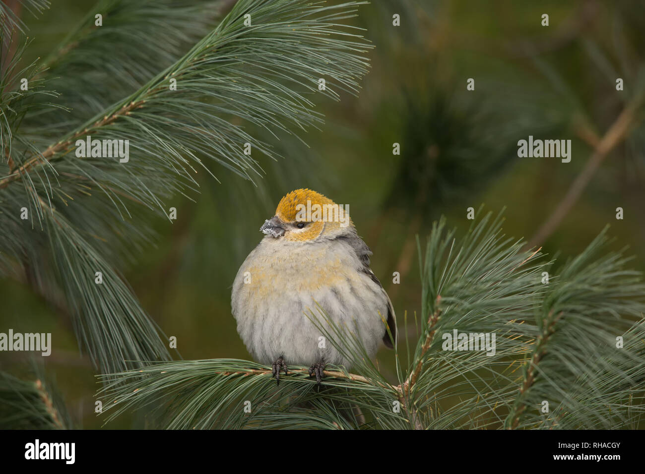 Weibliche pine grosbeak mit ihren Federn fluffed bis an einem kalten Wintertag im nördlichen Wisconsin, um warm zu bleiben. Stockfoto