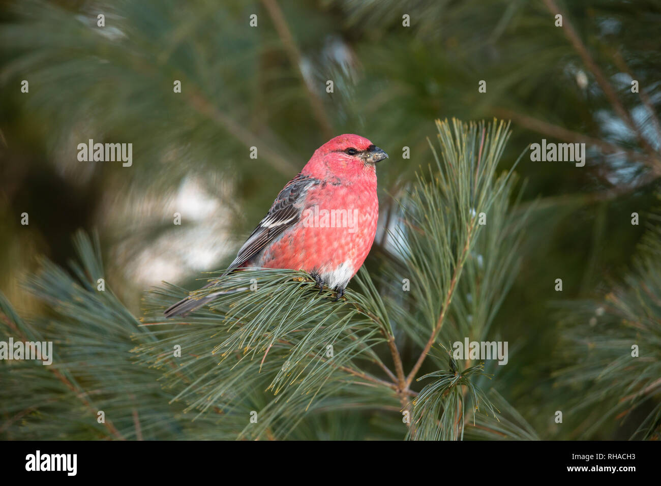 Männliche pine Grosbeak in Nordwisconsin. Stockfoto