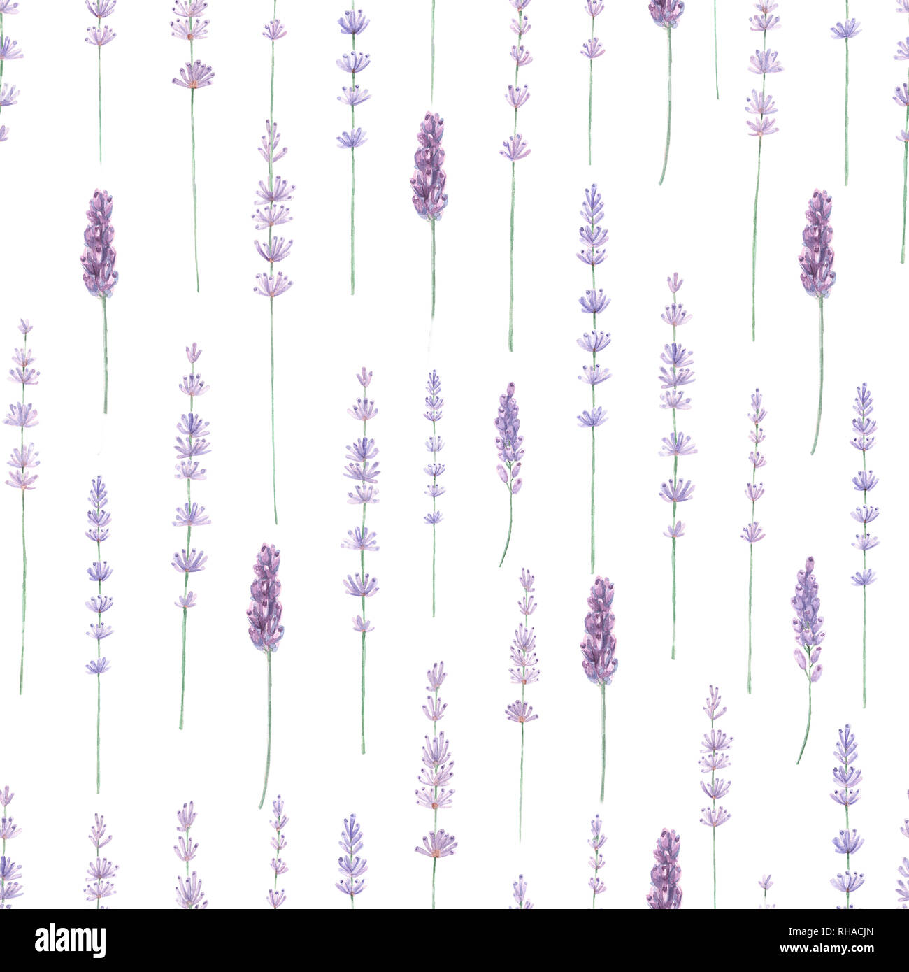 Lavendel Aquarell nahtlose Muster. Hand gemalte Aquarell blühende Lavendel Niederlassungen auf Weiß nahtlose Hintergrund. Stockfoto
