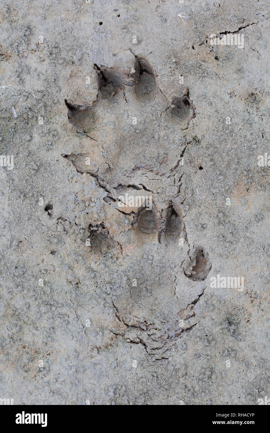 Marderhund/racoon Hund (Nyctereutes procyonoides) Close-up von Fußspuren im nassen Sand/Schlamm Stockfoto Marderhund/racoon Hund (Nyctereutes procyonoides) Close-up von Fußspuren im nassen Sand/Schlamm Stockfoto