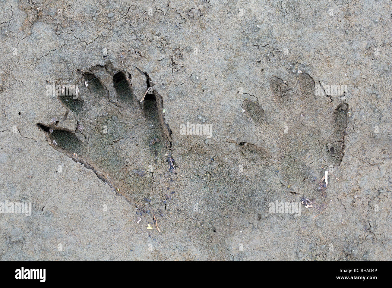 Nordamerikanische Waschbär/Waschbär (Procyon Lotor) Close-up von Fußspuren im nassen Sand/Schlamm Stockfoto Nordamerikanische Waschbär/Waschbär (Procyon Lotor) Close-up von Fußspuren im nassen Sand/Schlamm Stockfoto