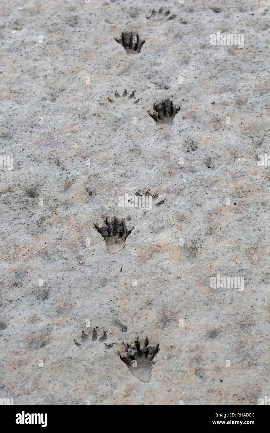 Nordamerikanische Waschbär/Waschbär (Procyon Lotor) Close-up von Fußspuren im nassen Sand/Schlamm Stockfoto Nordamerikanische Waschbär/Waschbär (Procyon Lotor) Close-up von Fußspuren im nassen Sand/Schlamm Stockfoto