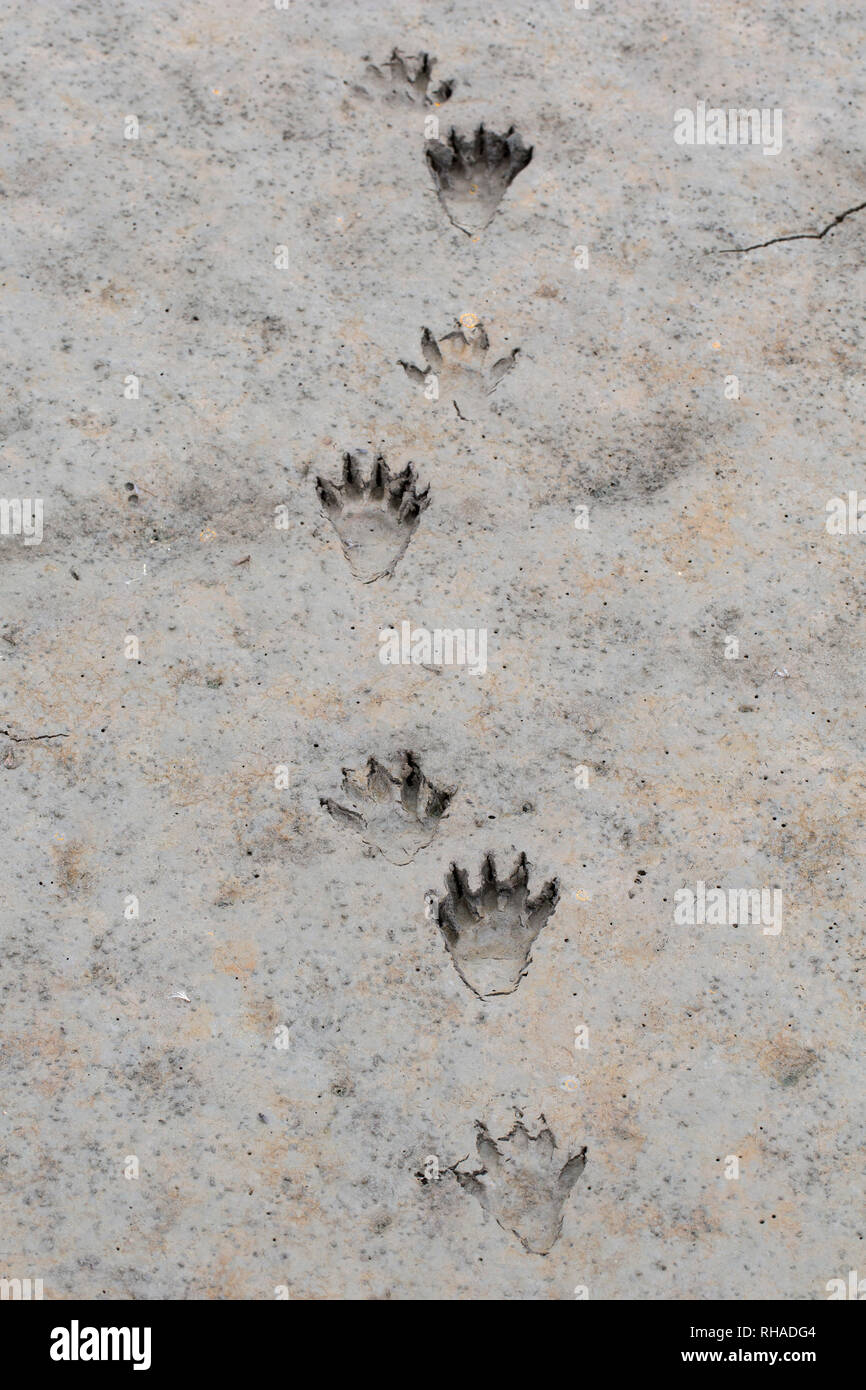 Nordamerikanische Waschbär/Waschbär (Procyon Lotor) Close-up von Fußspuren im nassen Sand/Schlamm Stockfoto Nordamerikanische Waschbär/Waschbär (Procyon Lotor) Close-up von Fußspuren im nassen Sand/Schlamm Stockfoto