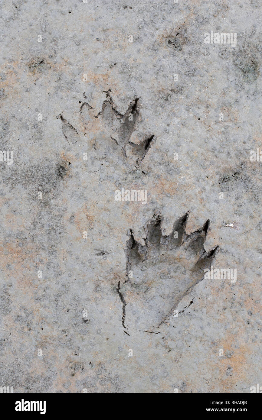 Nordamerikanische Waschbär/Waschbär (Procyon Lotor) Close-up von Fußspuren im nassen Sand/Schlamm Stockfoto Nordamerikanische Waschbär/Waschbär (Procyon Lotor) Close-up von Fußspuren im nassen Sand/Schlamm Stockfoto