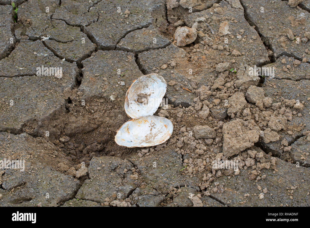 Geöffnet clam, grub und Der Nordamerikanische Waschbär/Waschbär (Procyon Lotor) gegessen Stockfoto