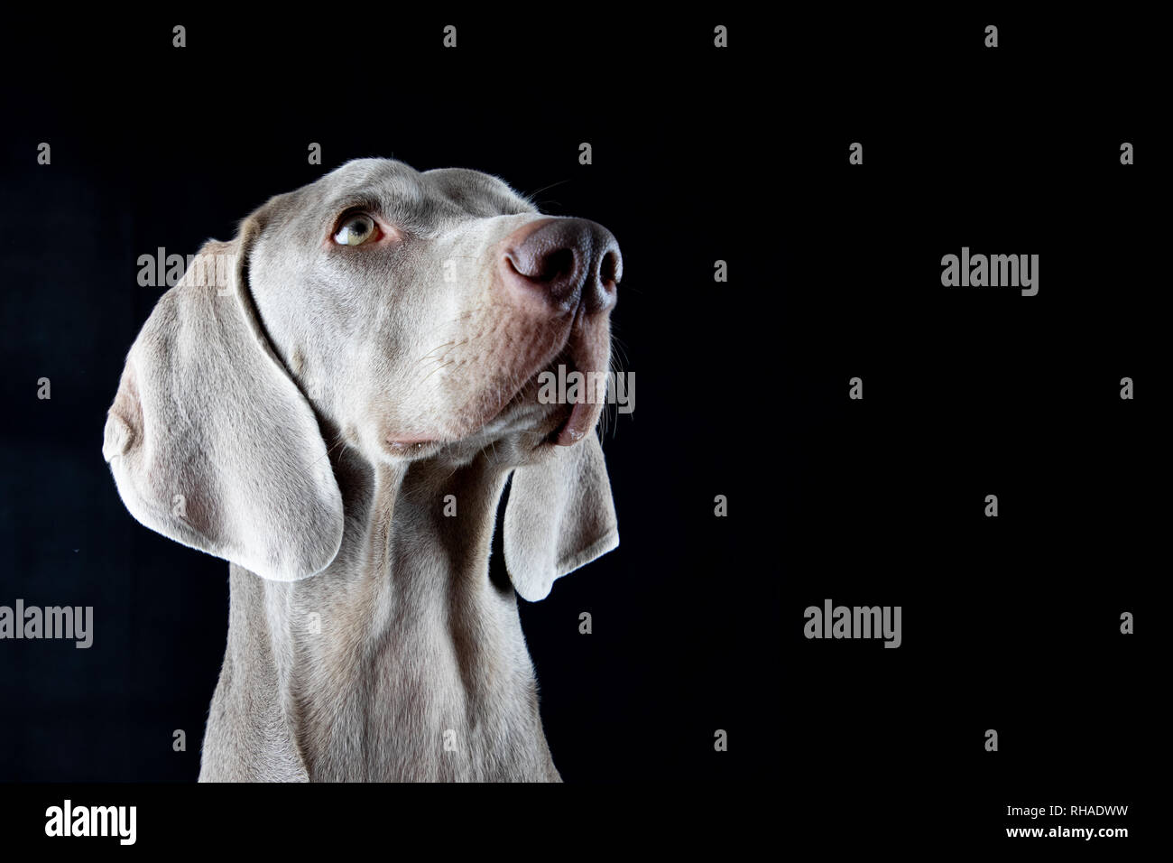 Holz Kleiderbügel mit dem Bild eines Hundes Art Dog DE Weimaraner 