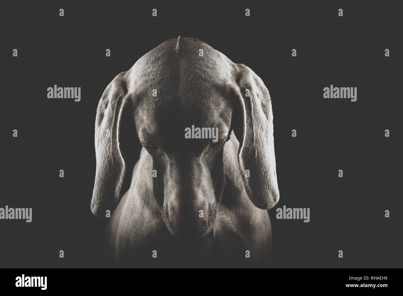 Weimaraner hunde Porträts Stockfoto