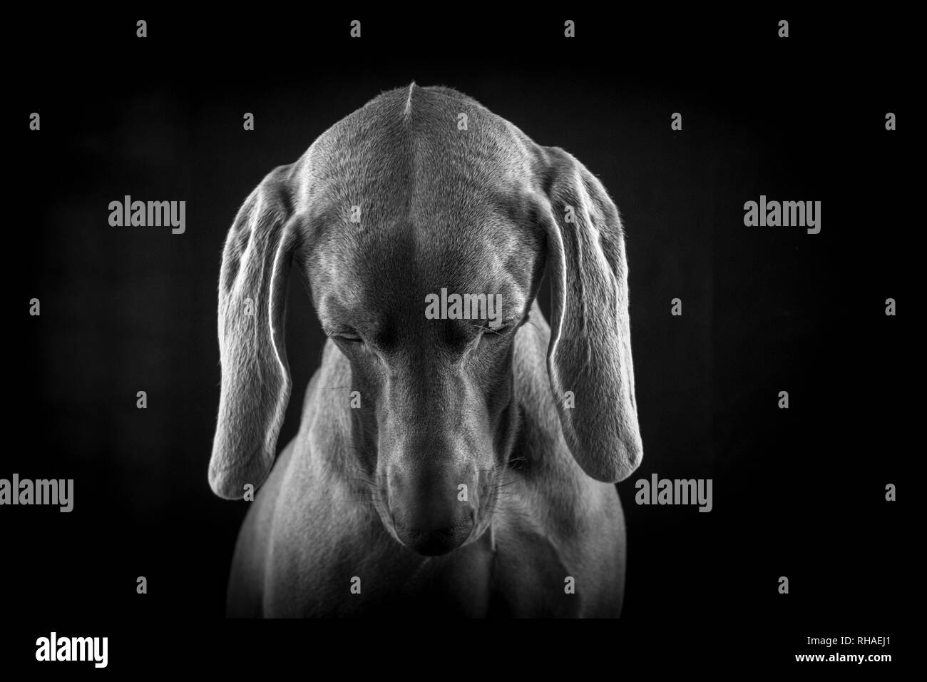 Weimaraner hunde Porträts Stockfoto