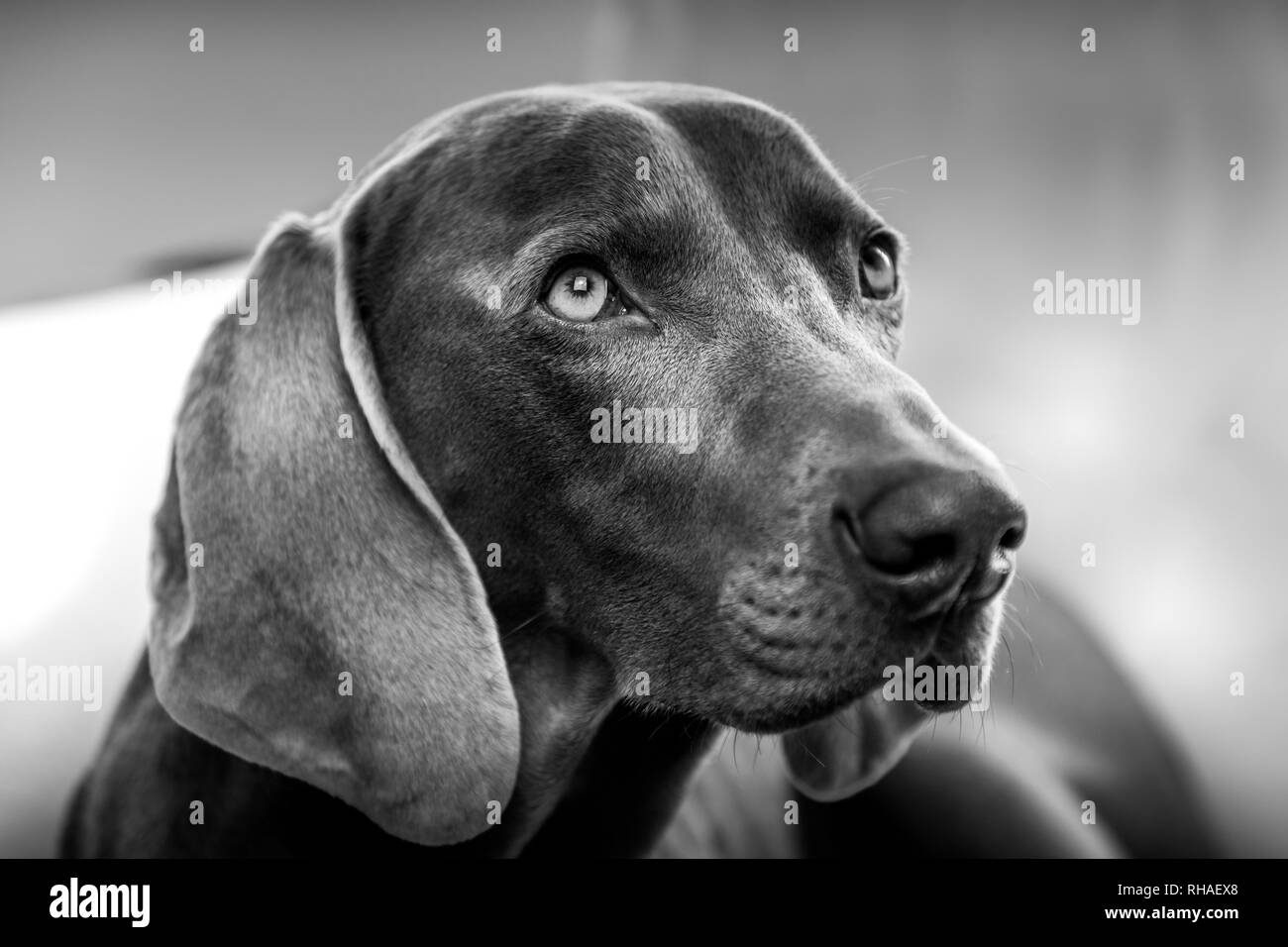 Weimaraner hunde Porträts Stockfoto