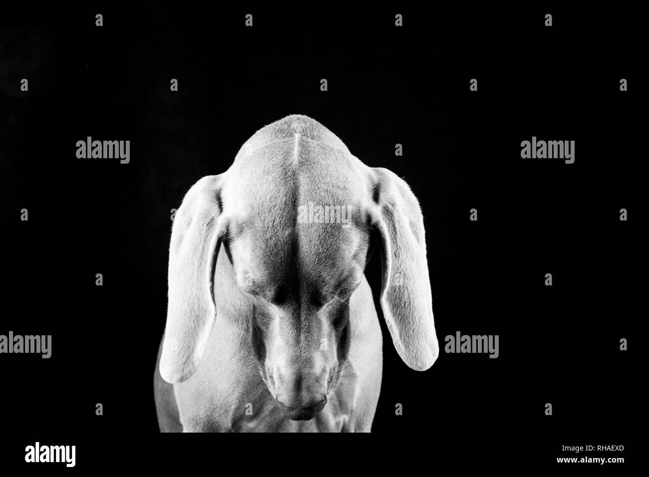 Weimaraner hunde Porträts Stockfoto