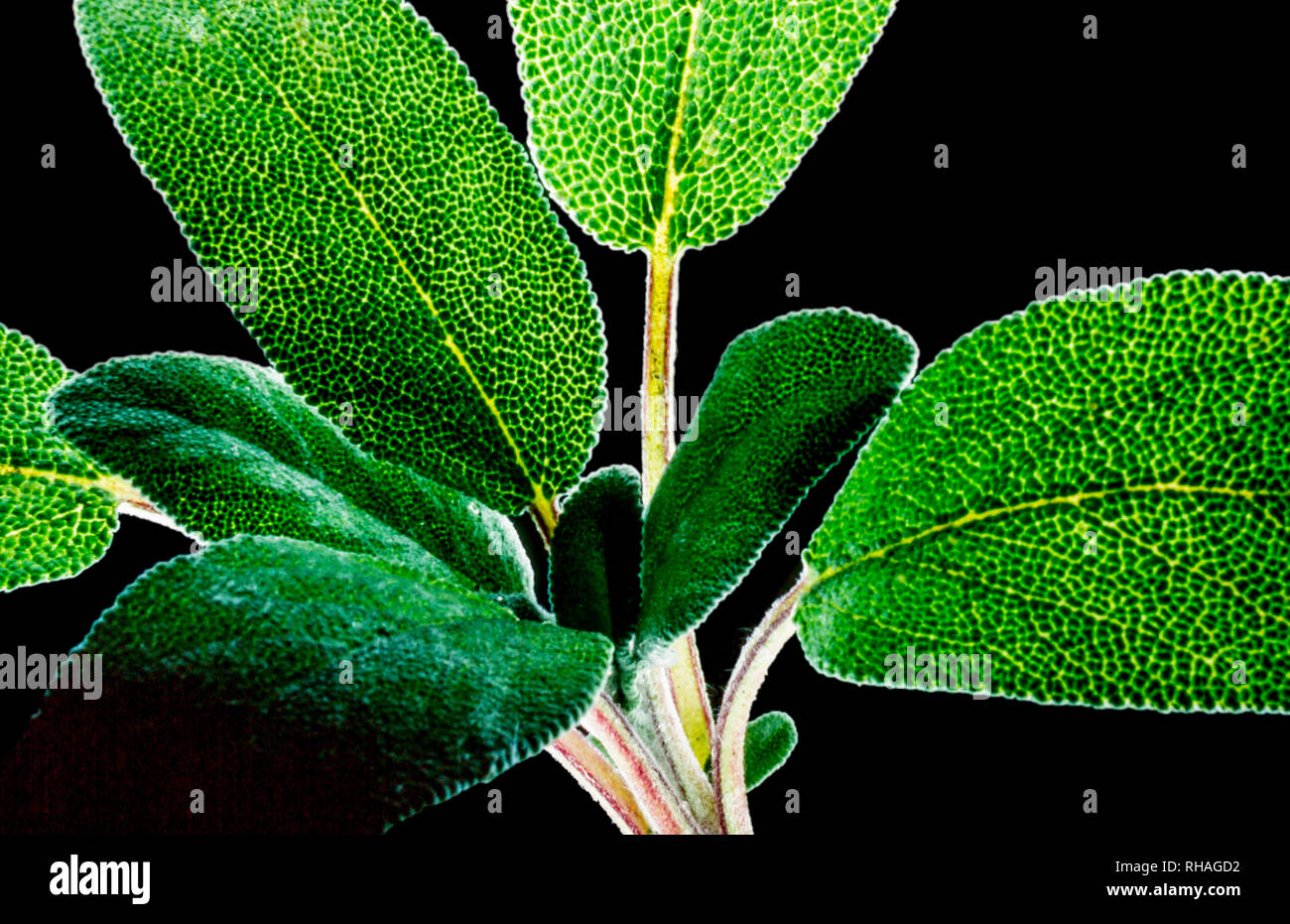 Nahaufnahme der Blätter der kulinarischen- und Heilkräutergarten, Salbei. Salbei ist so positive Auswirkungen auf Gedächtnis und gegen Entzündung zu haben. Stockfoto