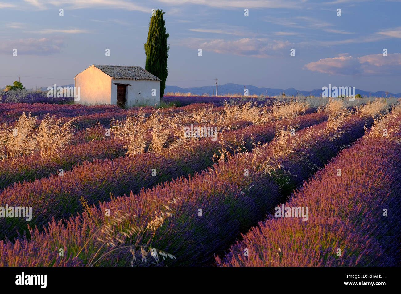 Traditionelle ländliche Haus aus Stein mit einem Cypress Tree inmitten der Lavendelfelder in der Nähe von Valensole, Provence, Frankreich Stockfoto