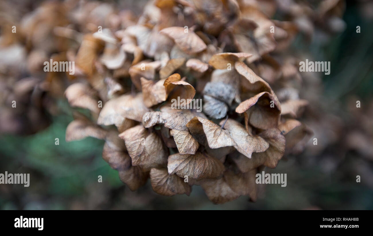 Hortensien Blüten im Winter, England, Vereinigtes Königreich Stockfoto