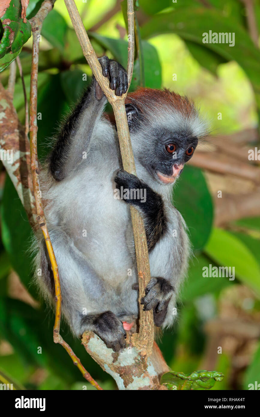 Vom Aussterben bedrohte Zanzibar roten Colobus Affen (Procolobus Kirkii), Jozani Forest, Zanzibar Stockfoto