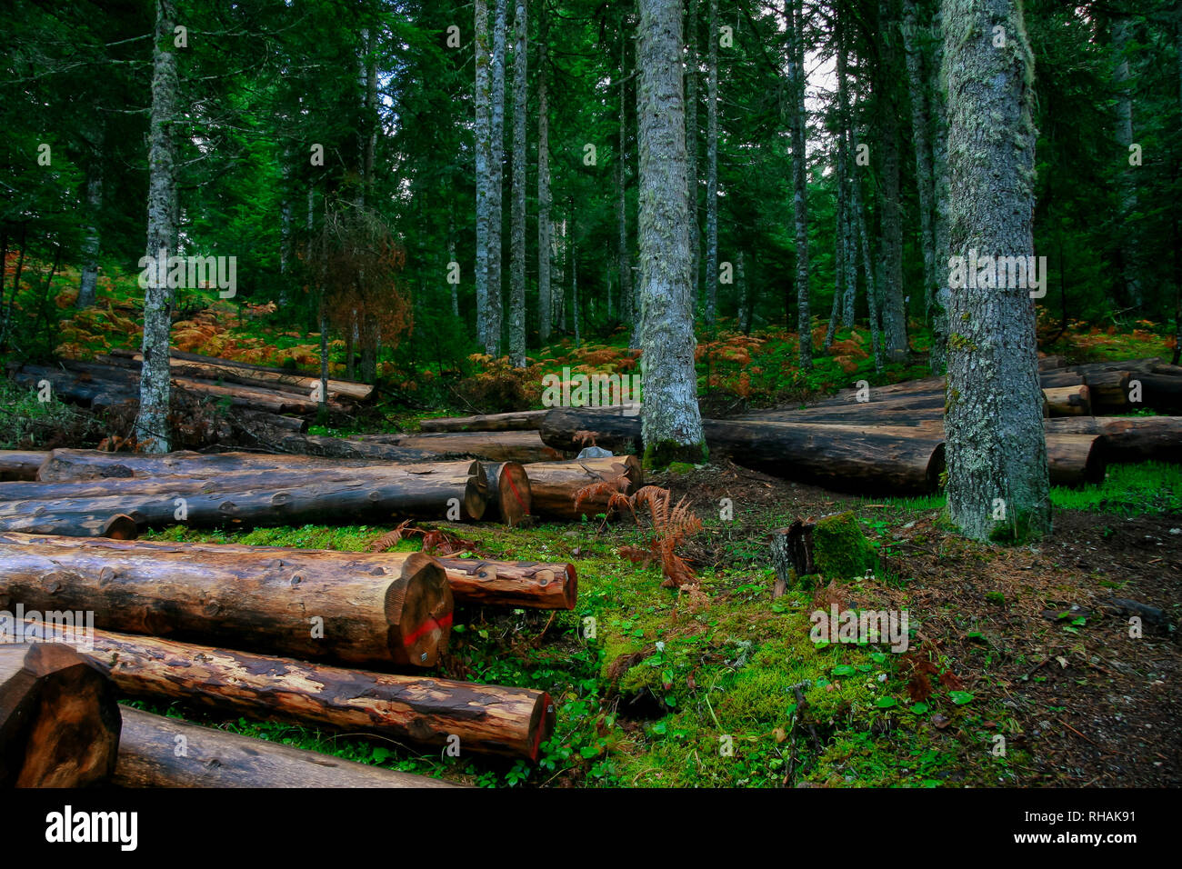 Wald Straße bei Pertouli, Trikala, Thessalien, Griechenland Stockfoto