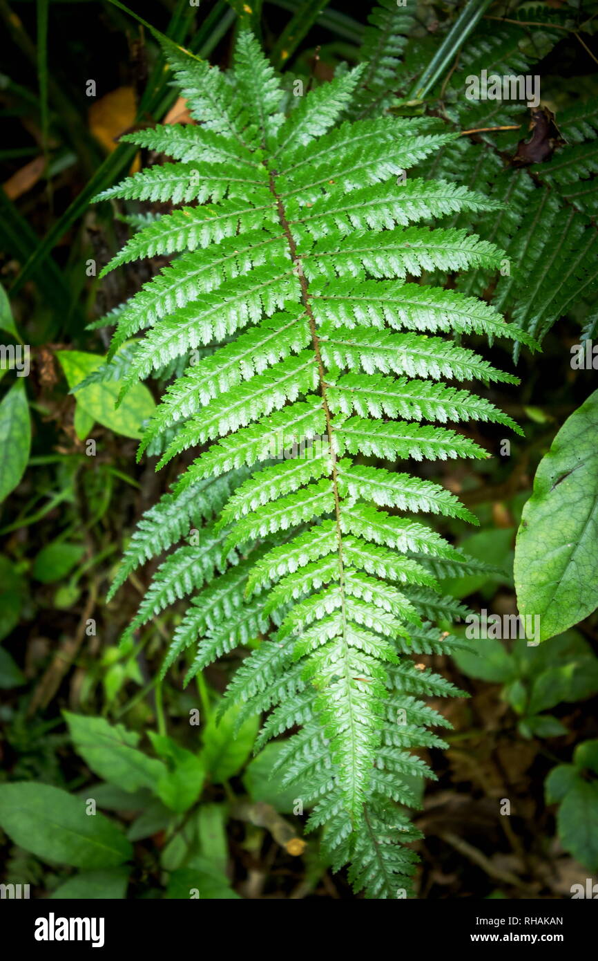 Polystichum vestitum, allgemein bekannt als die stachelige Shield fern oder pūnui, ist eine robuste, Evergreen oder semi-Evergreen Boden fern. Stockfoto