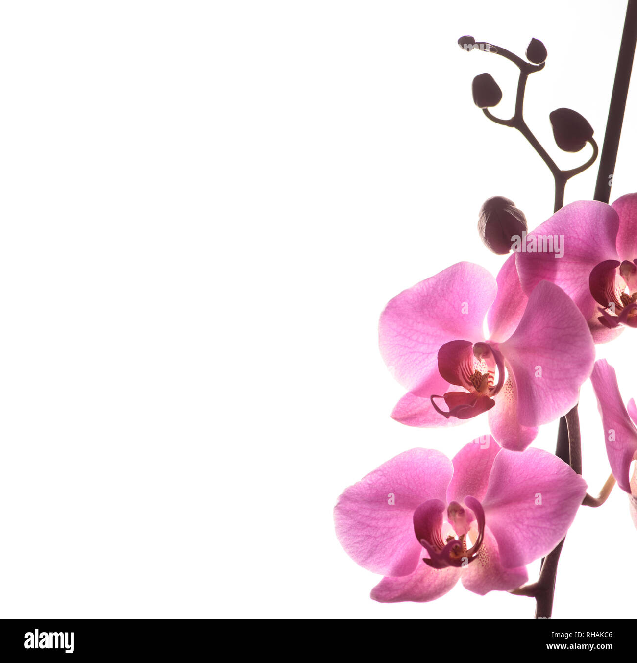 Schöne rosa Orchidee auf weißem Hintergrund mit Copyspace isoliert. Fine Art Wallpaper Design. Stockfoto